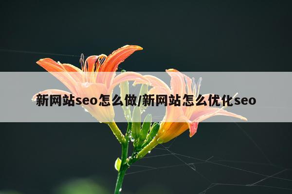 新网站seo怎么做/新网站怎么优化seo